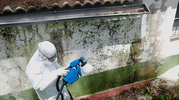 Trusted Mold Remediation service in Woodbury, TN - Cheap Mold Removal